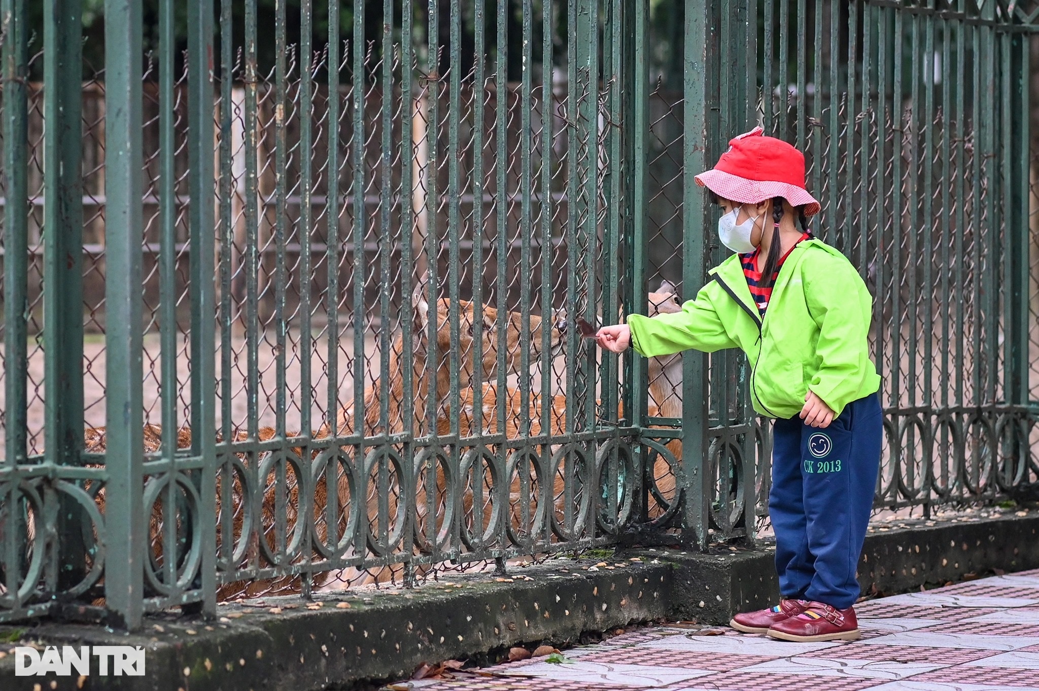 Vườn thú Hà Nội vắng vẻ ngày đón khách trở lại - 10 Vườn thú Hà Nội vắng vẻ ngày đón khách trở lại - 10