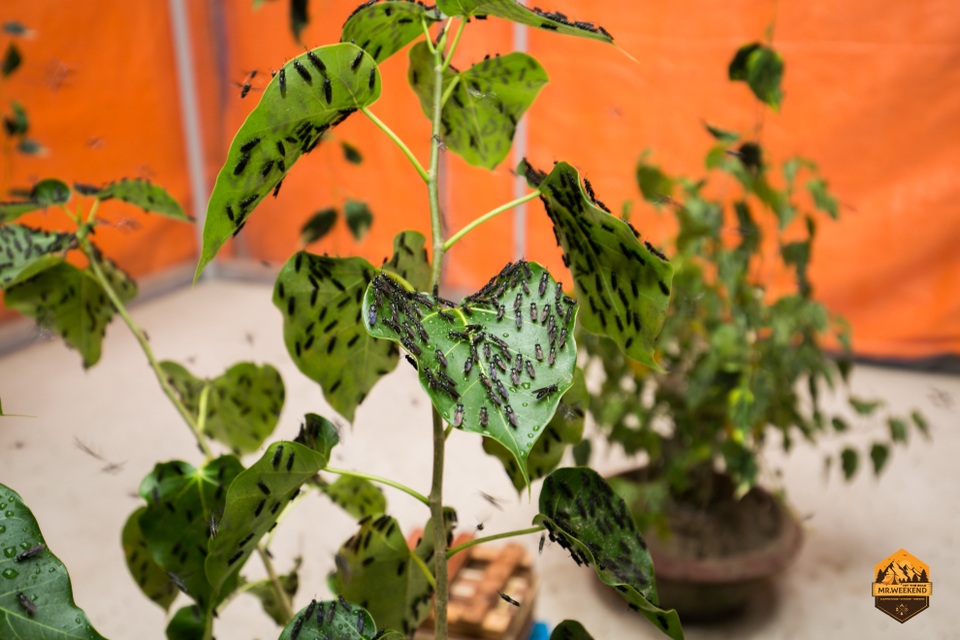 Cùng BSF Smart Farm phát triển kinh tế từ việc nuôi “Ruồi lính đen” - 1 Cùng BSF Smart Farm phát triển kinh tế từ việc nuôi “Ruồi lính đen” - 1