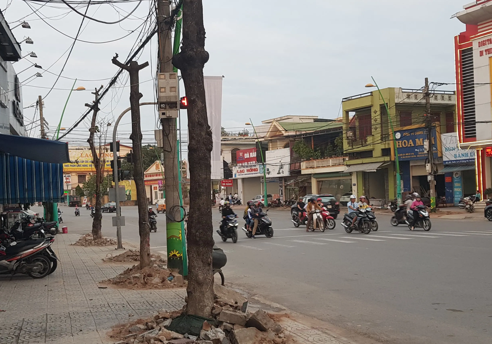 Chi gần 3 tỉ đồng thay thế cây xanh ở trung tâm thành phố Đông Hà - 2 Chi gần 3 tỉ đồng thay thế cây xanh ở trung tâm thành phố Đông Hà - 2