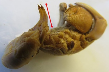 Ốc mượn hồn tiến hóa cơ quan sinh dục dài hơn để bảo vệ nhà