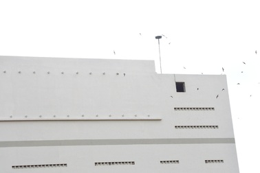 Không dễ tìm giải pháp quản lý nghề gây nuôi chim yến ở Bạc Liêu