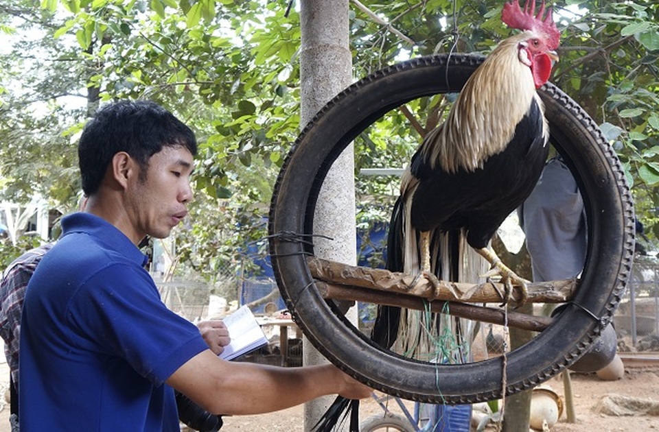 Chàng trai rước loài ong tí hon về nhà nuôi không ngờ thu bạc triệu - 6 Chàng trai rước loài ong tí hon về nhà nuôi không ngờ thu bạc triệu - 6