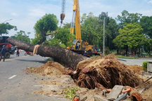 Di dời cây xà cừ hơn 100 năm tuổi tại TP Huế