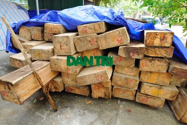 36 cây sa mu dầu bị chặt, trưởng trạm quản lý rừng bị cách chức