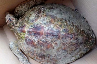 Thả rùa xanh quý hiếm mắc lưới ngư dân về biển