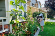 Vợ chồng Việt làm nhà vườn ngập nắng và hoa trên đất Mỹ