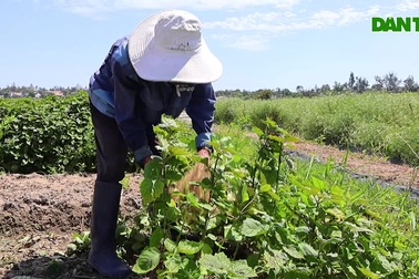 Làng thuốc nam lớn nhất xứ Quảng tất bật dịp tết Đoan Ngọ