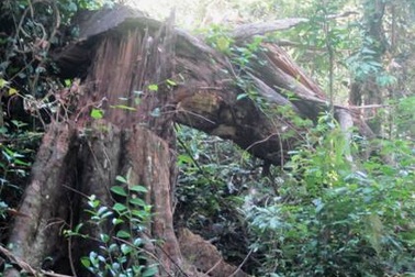 Nạn chặt phá rừng ngày càng nghiêm trọng