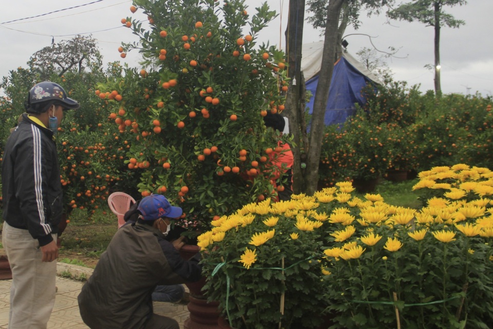 Chợ hoa Xuân rộn ràng ngày cận Tết - 5 Chợ hoa Xuân rộn ràng ngày cận Tết - 5