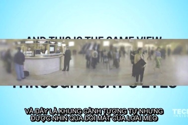 Thế giới trông như thế nào trong đôi mắt của loài mèo?