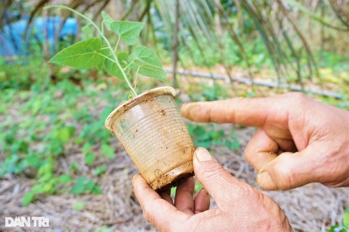 Thu tiền tỷ nhờ trồng loài cây dại, càng nắng nóng càng hái ra tiền - 8 Thu tiền tỷ nhờ trồng loài cây dại, càng nắng nóng càng hái ra tiền - 8