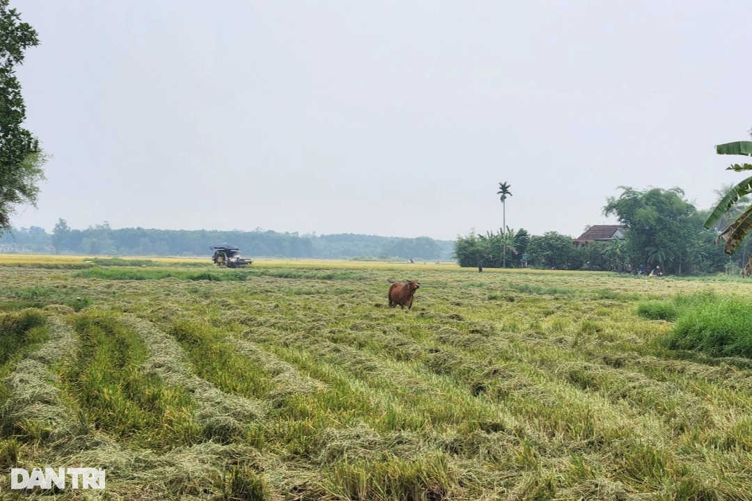 Đi gặt lúa thuê, 3 người bị hành hung trên cánh đồng - 2 Đi gặt lúa thuê, 3 người bị hành hung trên cánh đồng - 2