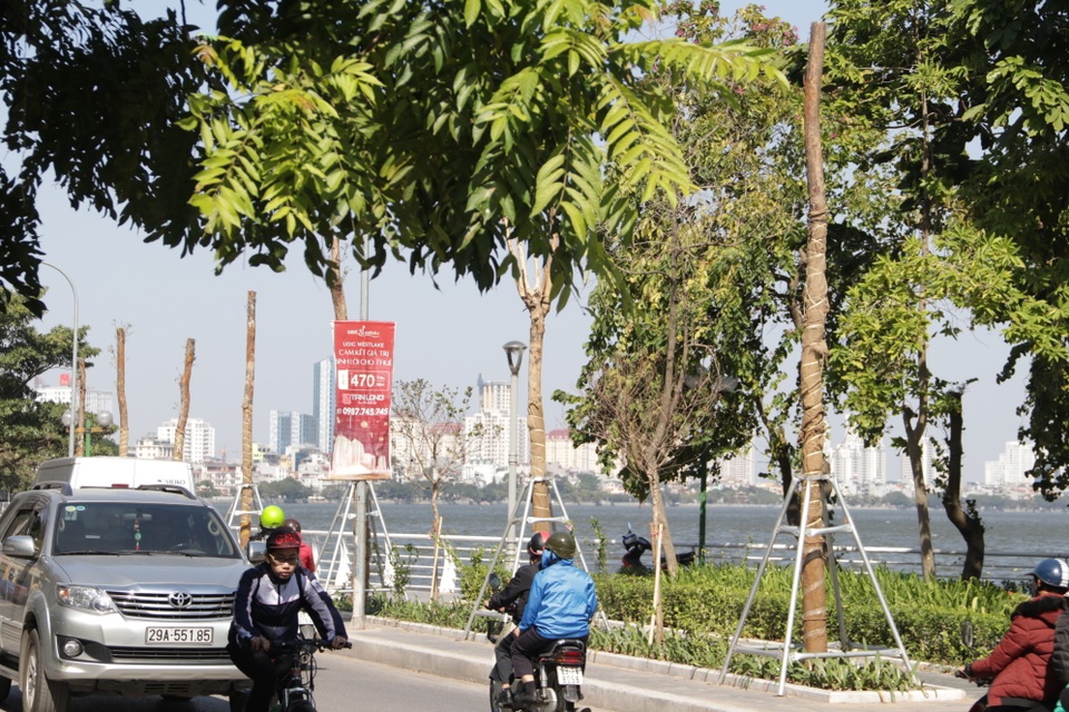 Hà Nội: Diện mạo mới của phố Trích Sài sau khi đánh chuyển 96 cây hoa sữa - 2 Hà Nội: Diện mạo mới của phố Trích Sài sau khi đánh chuyển 96 cây hoa sữa - 2