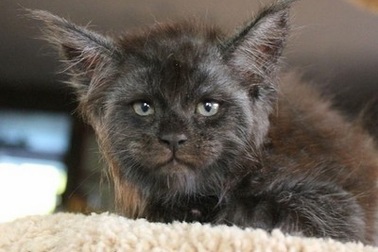 Chú mèo trở thành “ngôi sao Internet” vì gương mặt giống hệt con người