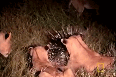 Sư tử đói "bất lực" khi tấn công nhím