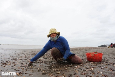 Cả biển ốc dạt lên tràn bờ, ngư dân Bến Tre kéo nhau đi "hốt bạc"