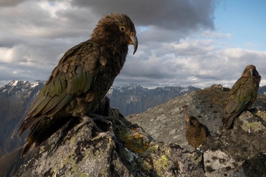 Loài vẹt có khả năng cân nhắc rủi ro để đưa ra quyết định