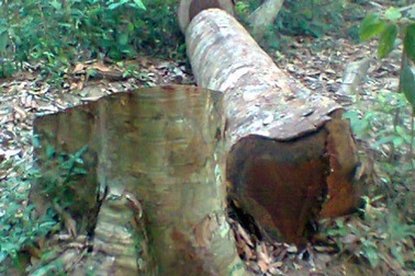 Triệt hạ 3 cây sa mu dầu ở khu bảo tồn thiên nhiên Pù Hoạt