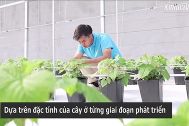 Nông dân thảnh thơi nhờ thiết bị thông minh tự "biết" chăm sóc cây