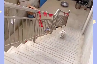 Mèo liều lĩnh thực hiện cú nhảy dù liên tục bị ngã từ trên cao xuống