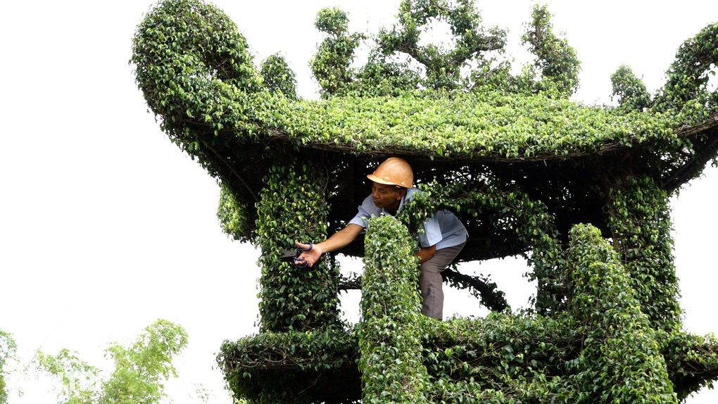 Cây sanh giống chùa Một Cột của lão nông Nam Định được trả 250 triệu đồng - 3 Cây sanh giống chùa Một Cột của lão nông Nam Định được trả 250 triệu đồng - 3