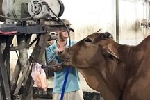 Bơm 20 lít nước vào bụng bò trước khi giết mổ để kiếm lời