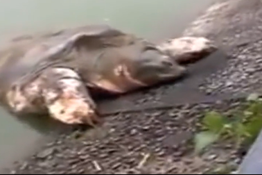 Video cụ Rùa leo lên bờ Hồ Gươm gây xôn xao