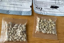 Mỹ điều tra vụ việc nhiều người nhận được hạt giống bí ẩn từ Trung Quốc