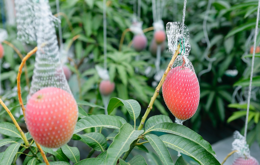 Bí mật về loại xoài đắt nhất thế giới - 2 Bí mật về loại xoài đắt nhất thế giới - 2