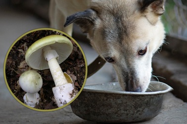 Thấy chó ăn nấm dại không chết, cụ ông đem nấu ăn khiến cả nhà nhập viện