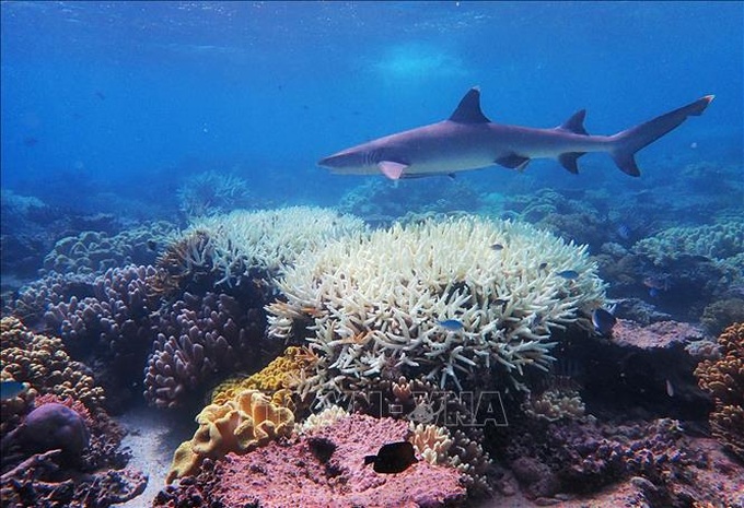 Rạn san hô Great Barrier ở Australia bị tẩy trắng nghiêm trọng. Ảnh: AFP/TTXVN
.