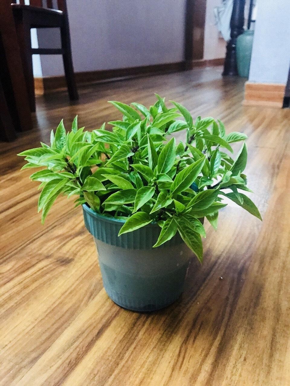 “Tuyệt chiêu” trang trí nhà cực đẹp với khoai lang, mùng tơi, mạ non - 13 “Tuyệt chiêu” trang trí nhà cực đẹp với khoai lang, mùng tơi, mạ non - 13