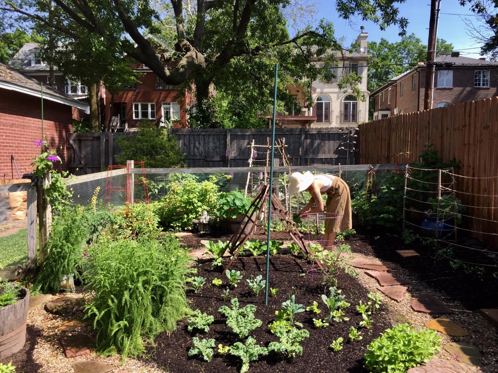 Vườn rau sạch đủ loại hái không xuể, mẹ đảm chia cho cả hàng xóm - 10