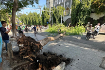 Cây phượng bật gốc đổ ra đường, người phụ nữ thoát nạn