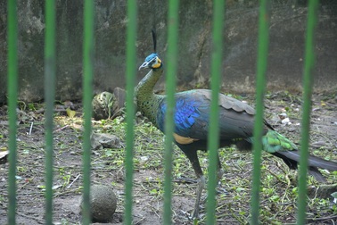 Chim công quý đi lạc giữa khu dân cư đã được "cứu hộ"