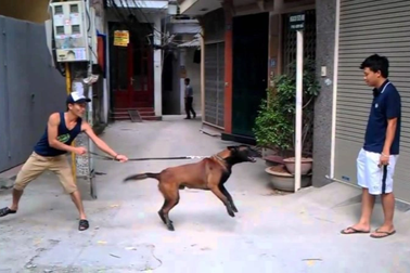 Chủ tịch xã, phường phải chịu trách nhiệm nếu để chó thả rông cắn người