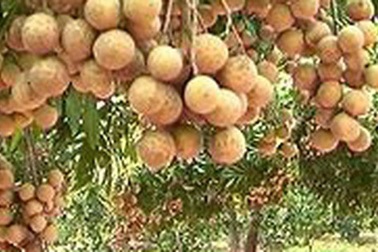 Cháu bé chết tức tưởi khi ăn nhãn