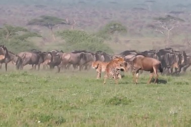 Báo đốm hợp sức hạ gục linh dương đầu bò