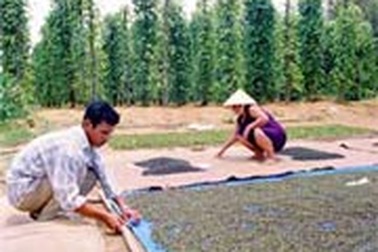 Hồ tiêu Việt Nam chiếm 50% thị trường thế giới