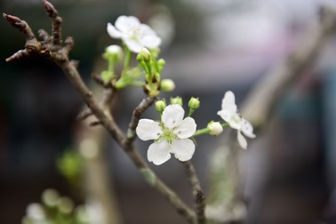 Lên rừng “săn” gốc lê cổ thụ bán giá bạc triệu phục vụ đại gia chơi Tết muộn