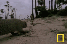 Cái kết bất ngờ về cuộc chiến rắn hổ mang và cầy mangut