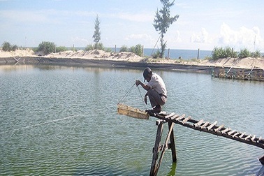 Quảng Bình: Thoát nghèo nhờ nuôi tôm trên cát