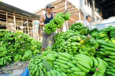 Đến lượt người trồng chuối lao đao