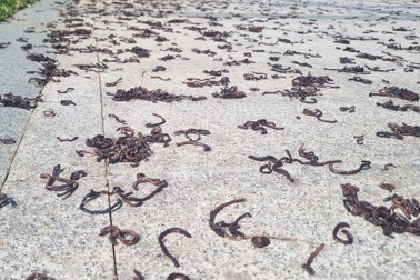 Hàng nghìn con giun đất bò lên vỉa hè khu đô thị