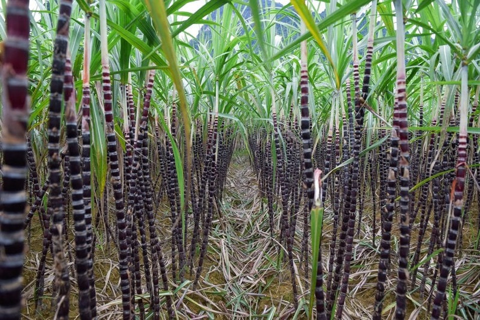 Nông dân lo mất Tết vì mía mất mùa, rớt giá - 2 Nông dân lo mất Tết vì mía mất mùa, rớt giá - 2