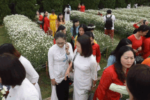 Vườn cúc họa mi "thất thủ" người dân chen chân chụp ảnh ở Hà Nội