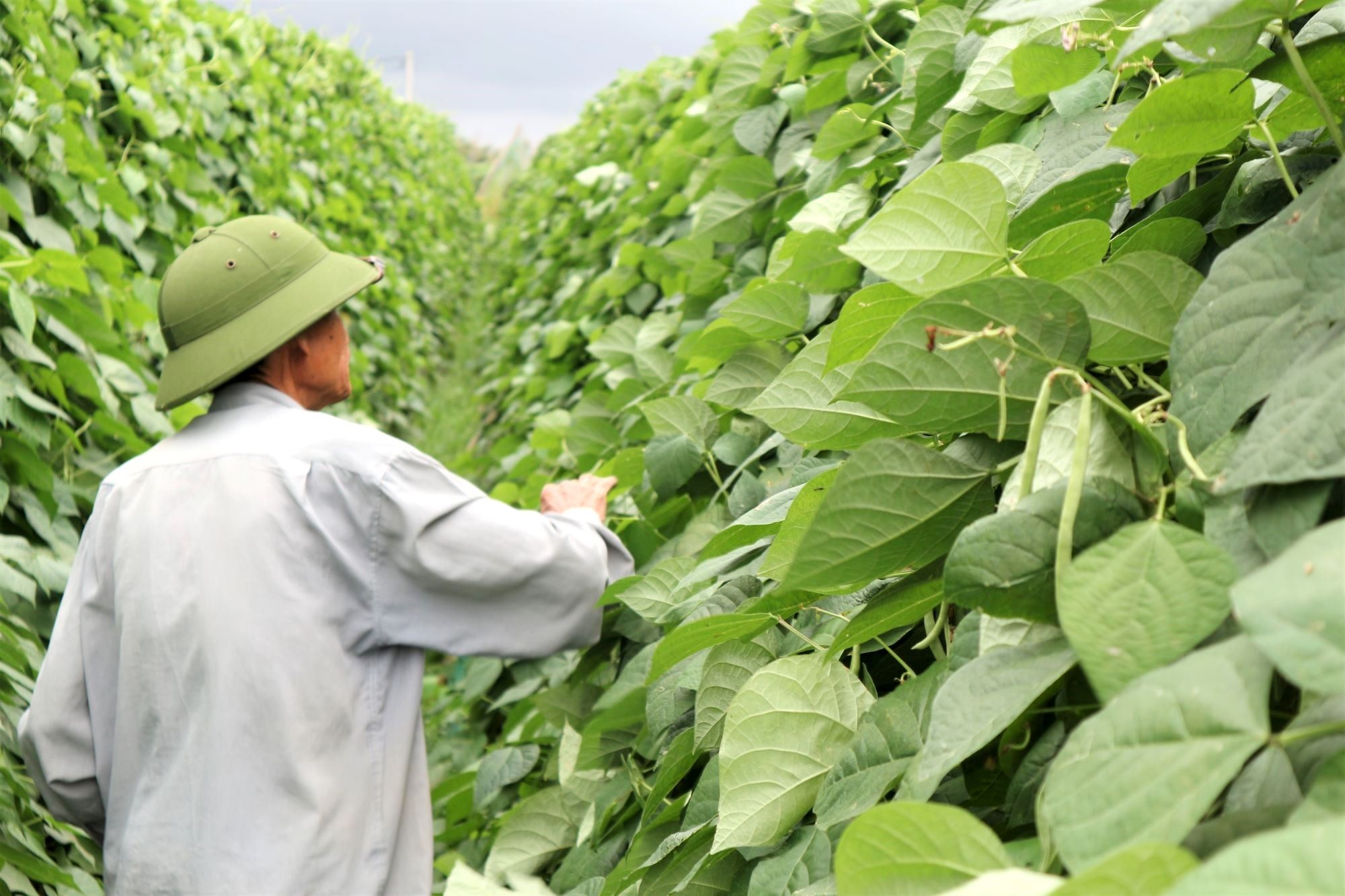 Nông dân khóc mếu vì giáp Tết rau củ bất ngờ tăng giá - 6 Nông dân khóc mếu vì giáp Tết rau củ bất ngờ tăng giá - 6