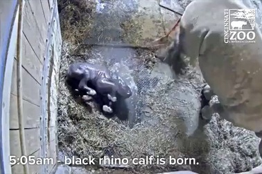 Khoảnh khác hiếm thấy tê giác đen sinh con trong vườn thú