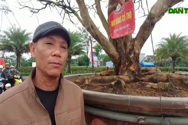 Chiêm ngưỡng cụ mai 100 năm tuổi "khủng" ở Bình Định