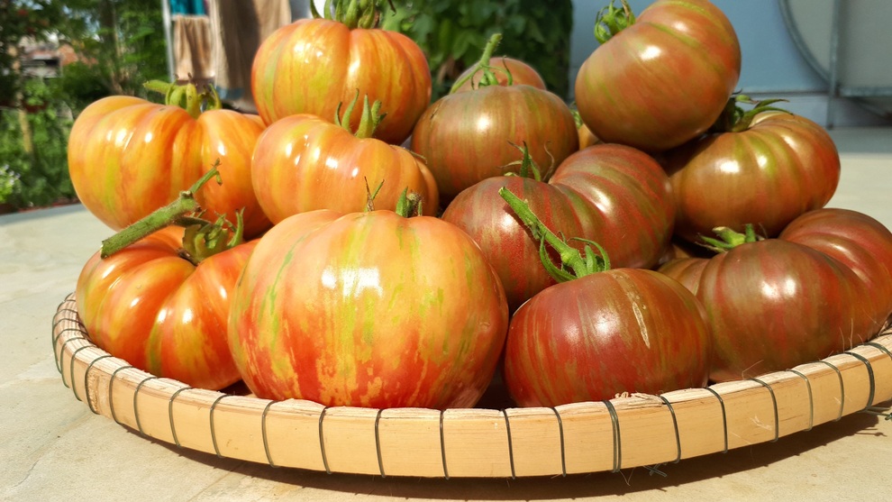 Vườn cà chua ngập sắc màu của mẹ bỉm sữa Quảng Nam - 3